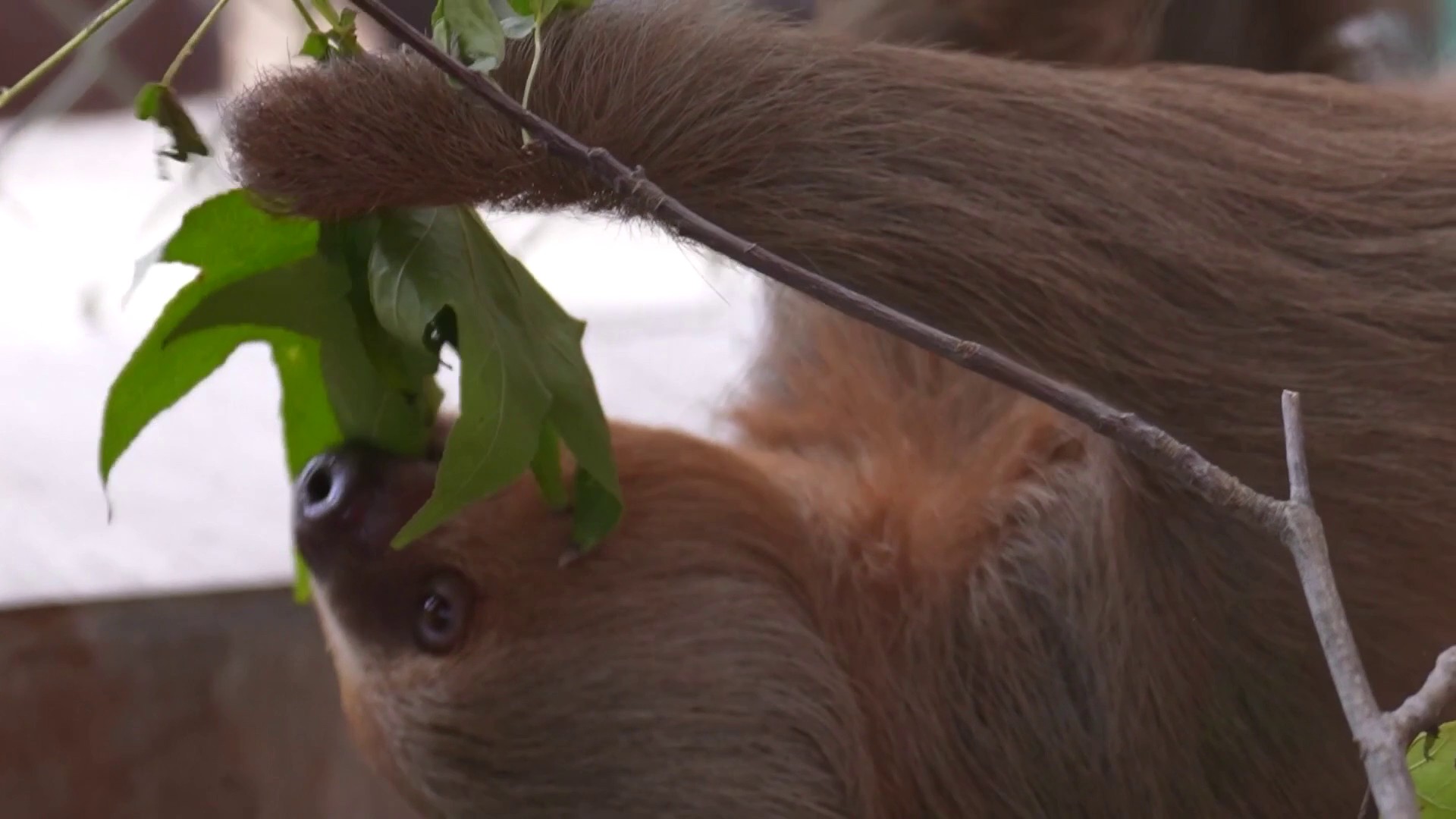 Central Florida Zoo extends quarantine for rescued sloths as Sloth World investigation continues