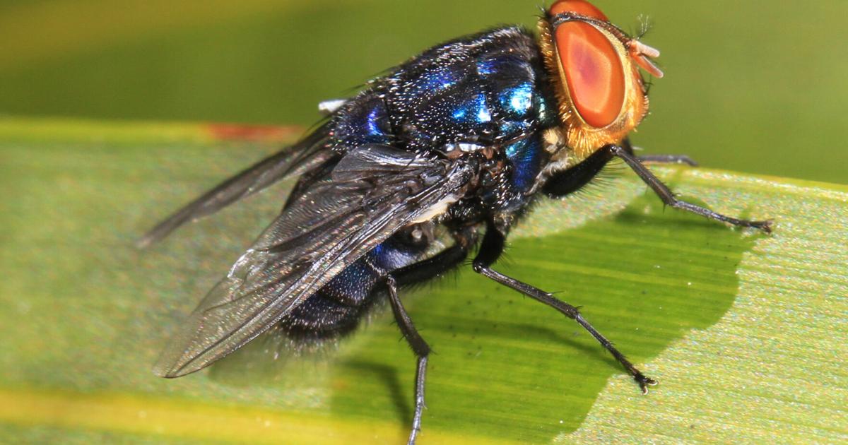 Efforts to keep New World screwworms out of Texas appear to be working | State