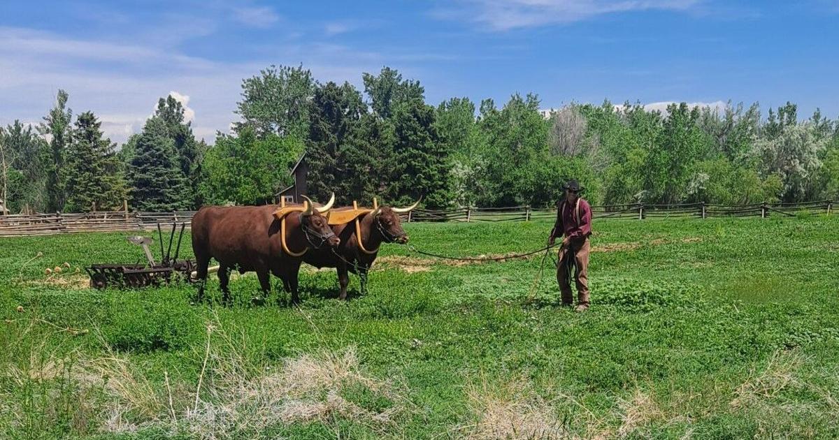 Divine Bovine returns to Littleton Museum | Lifestyle and Entertainment
