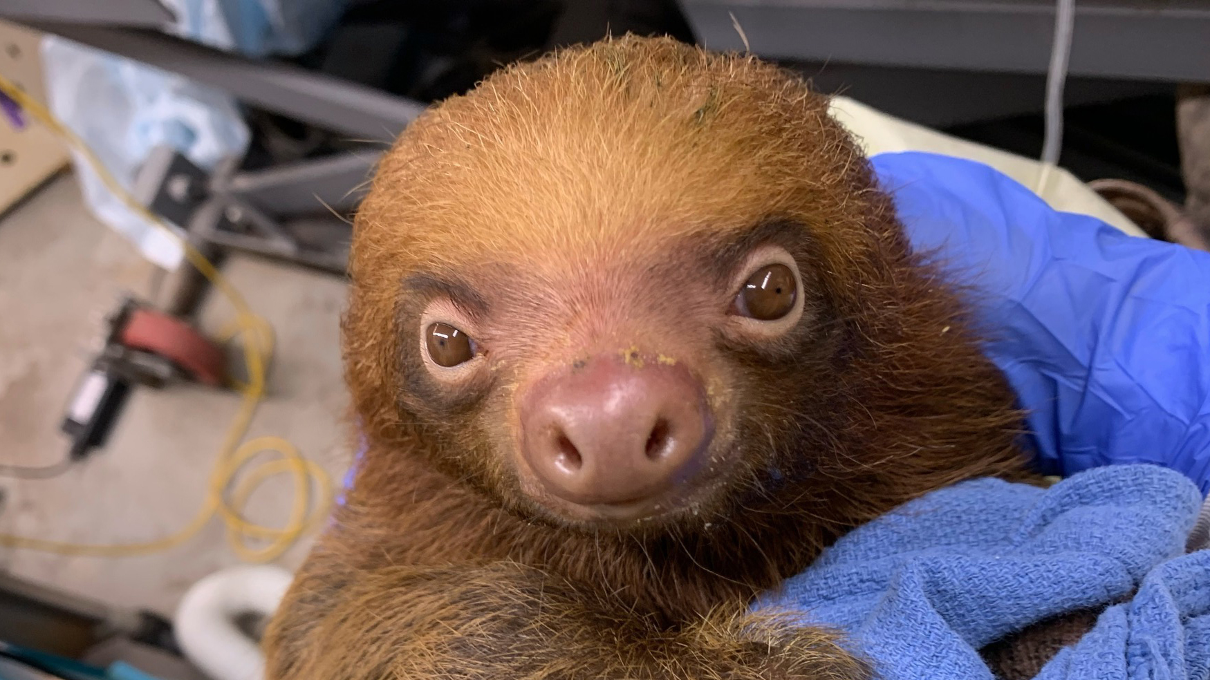 Budget conference: Central Florida Zoo could get $750,000 as it cares for Sloth World survivors